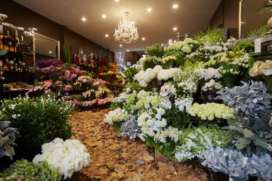 Victoria’s Favourite Autumn BloomÂ