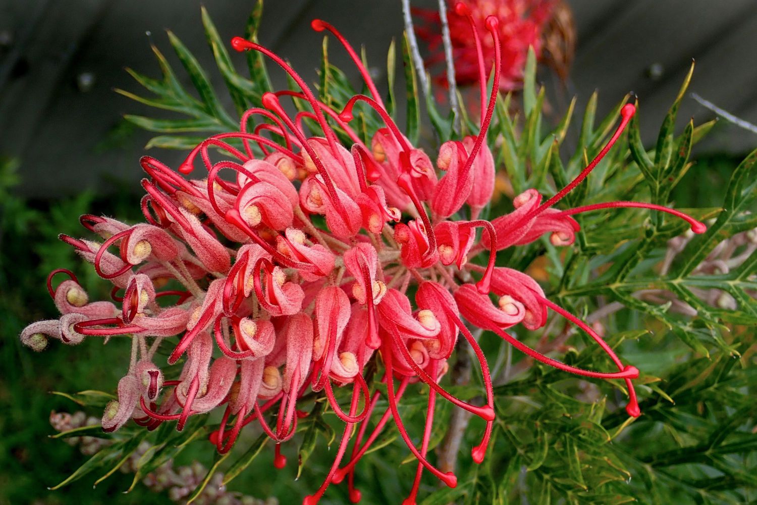 Australian Native Flowers