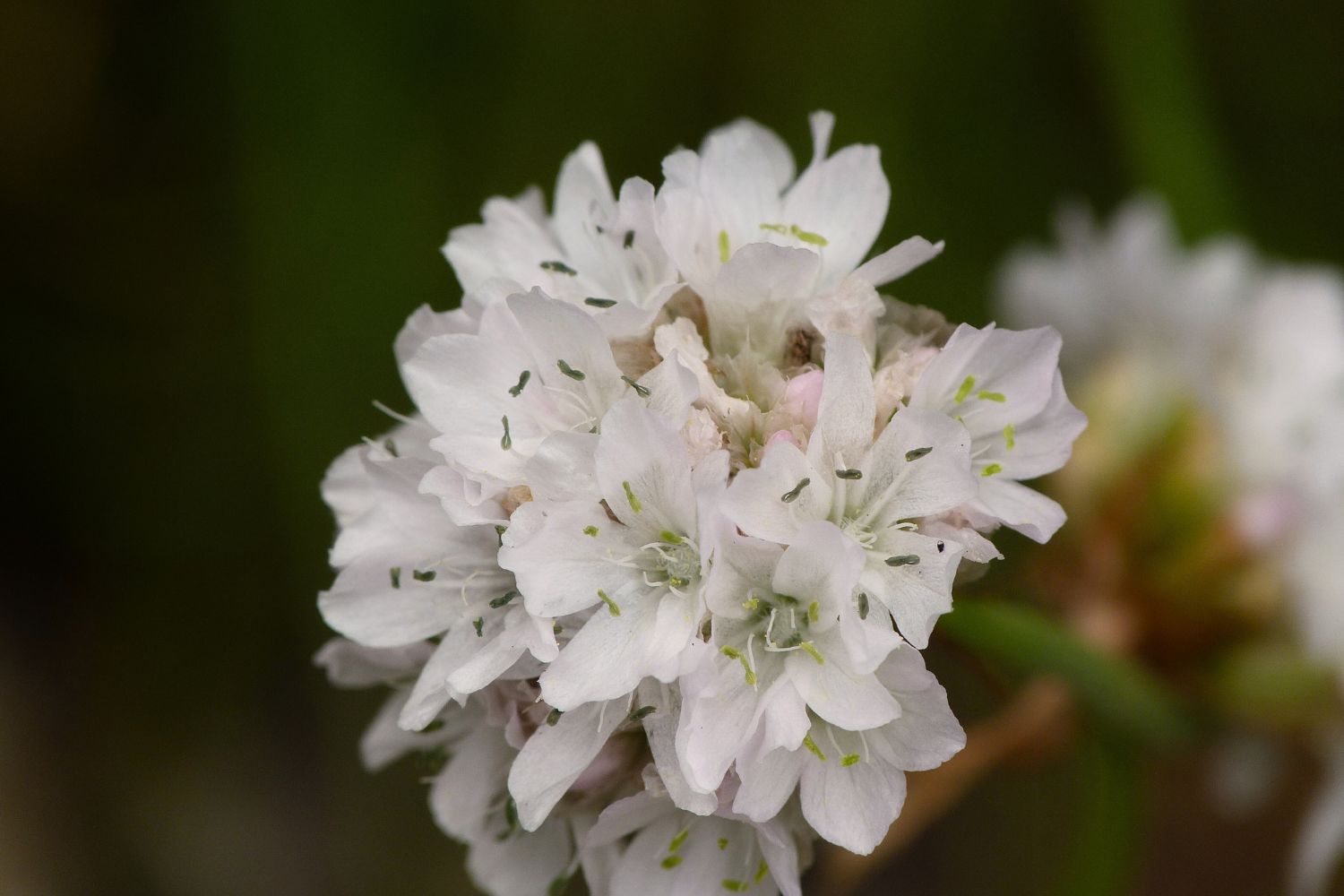 Summer Flower: Chincherinchee