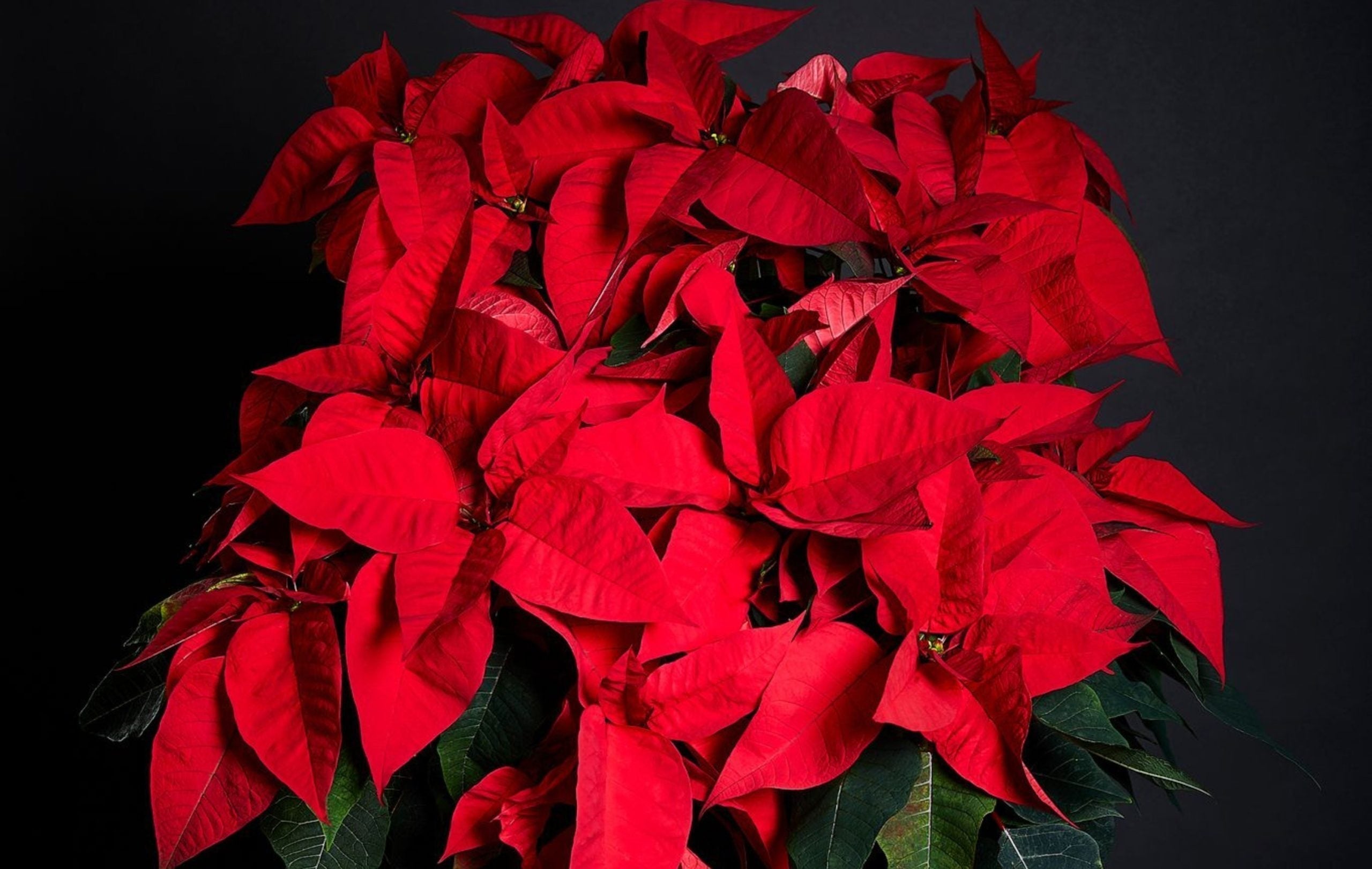 lovely red poinsettia plant for christmas