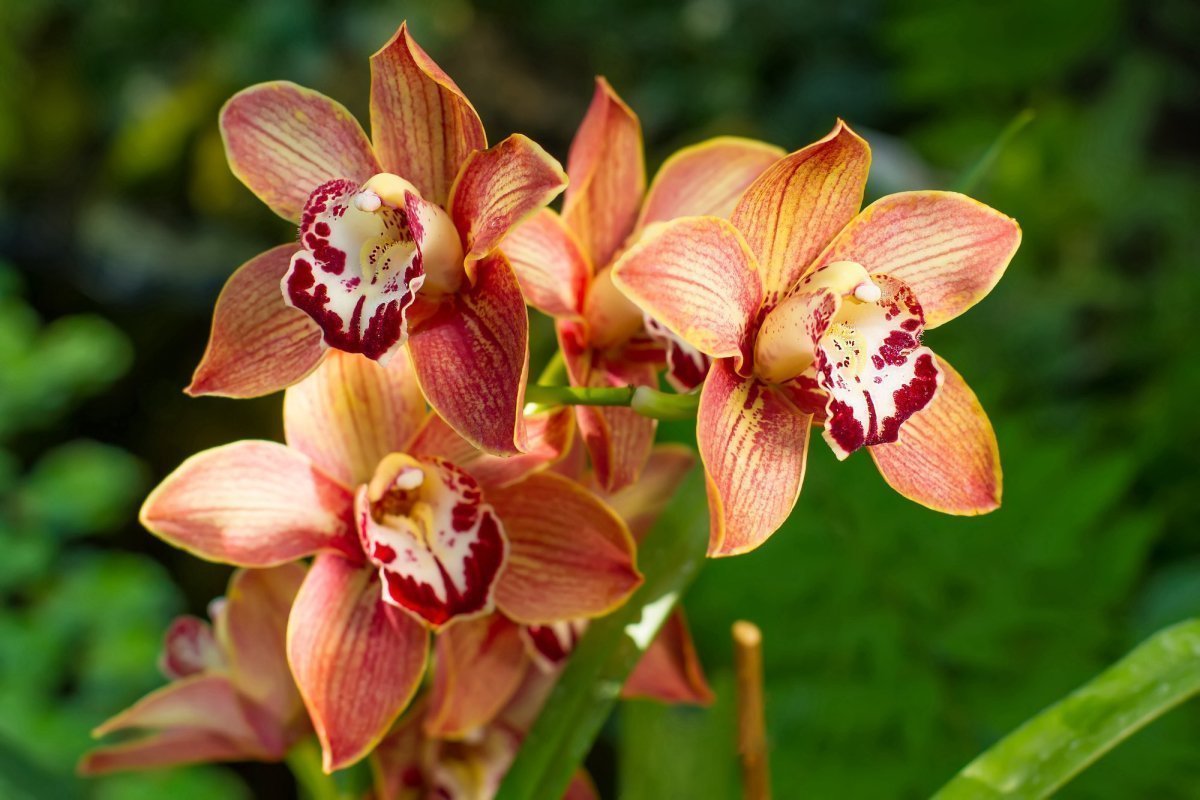 Cymbidium Orchid.
