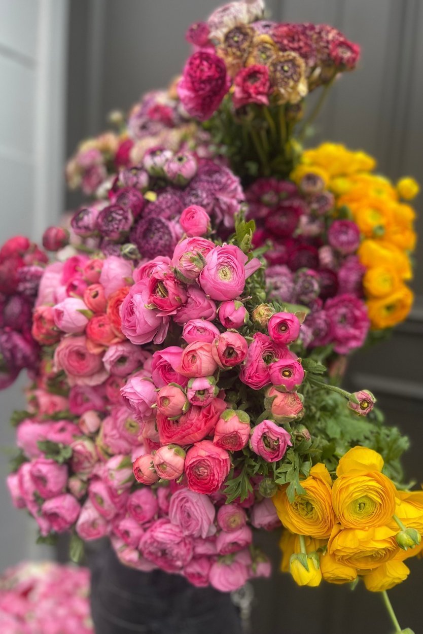 Spring Colourful Flowers, Ranunculus (Ranunculus asiaticus)