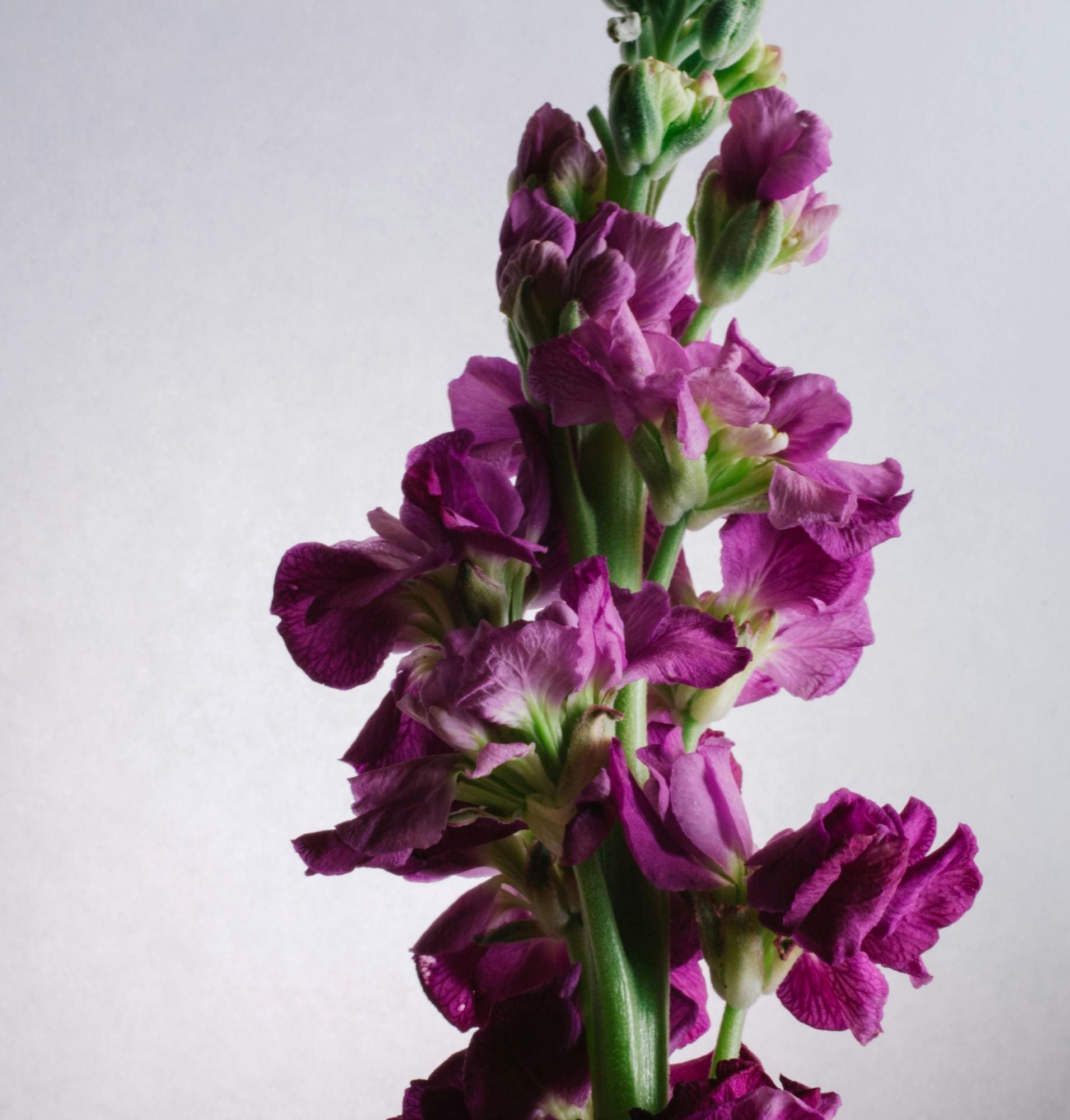 Winter Flower 4