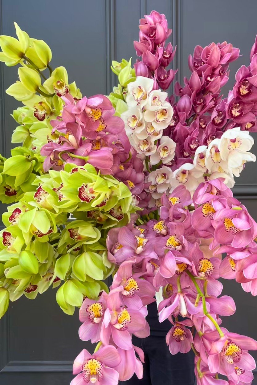 cymbidium orchids