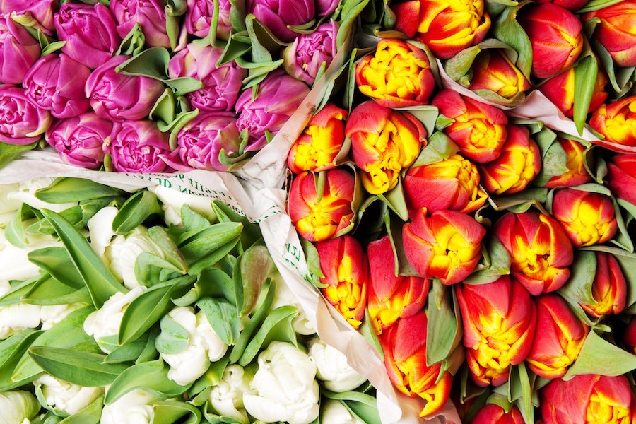tulips for delivery