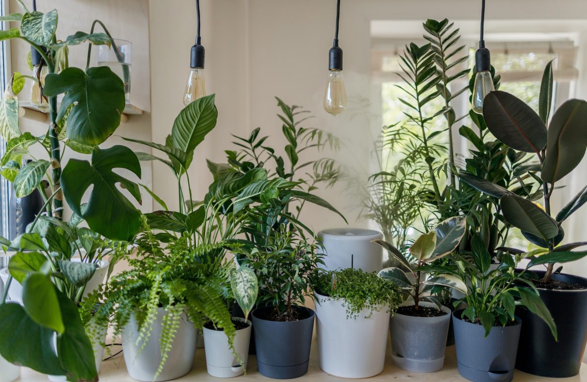 The Best Low Light Indoor Plants, melbourne