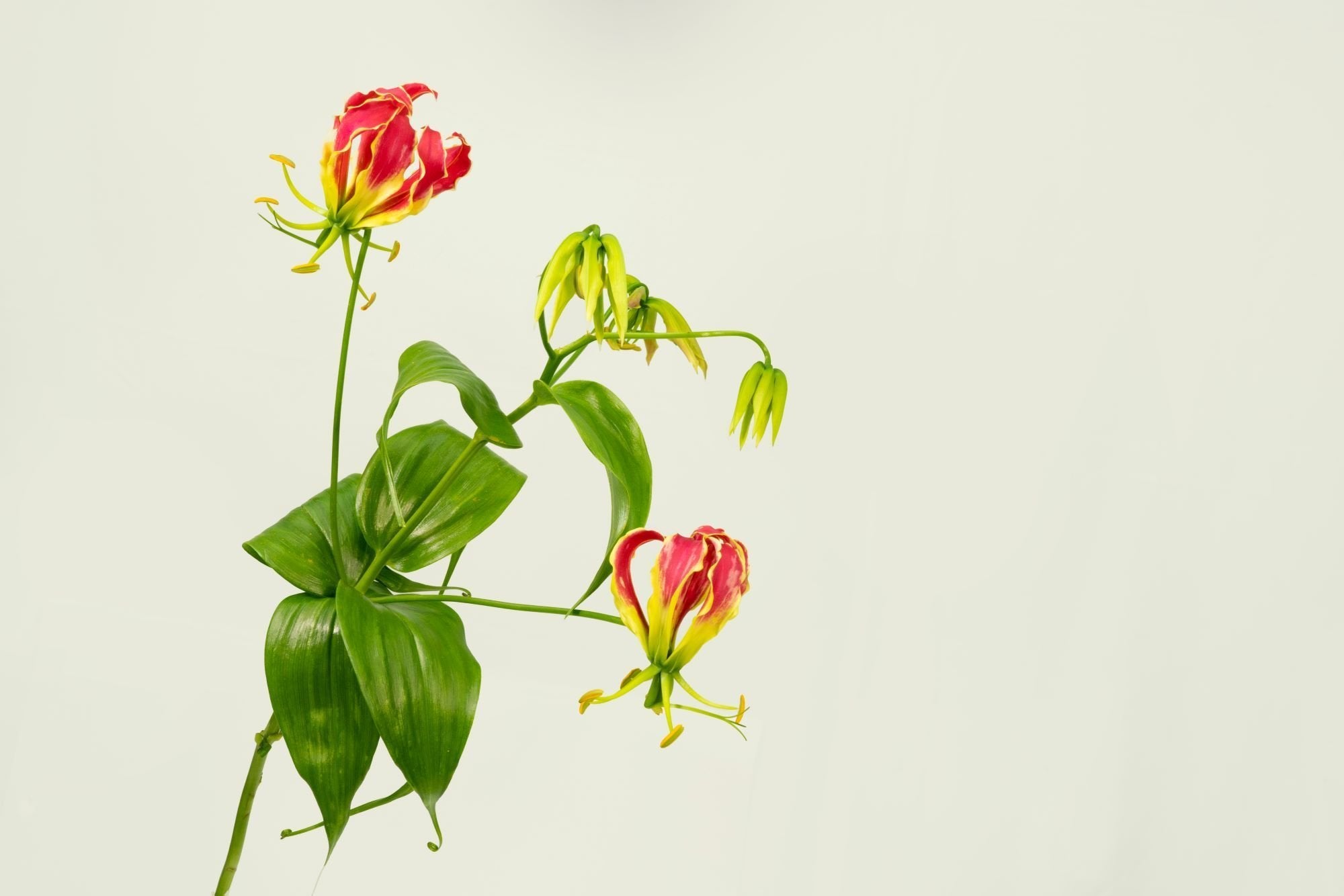 eye-catching gloriosa lily