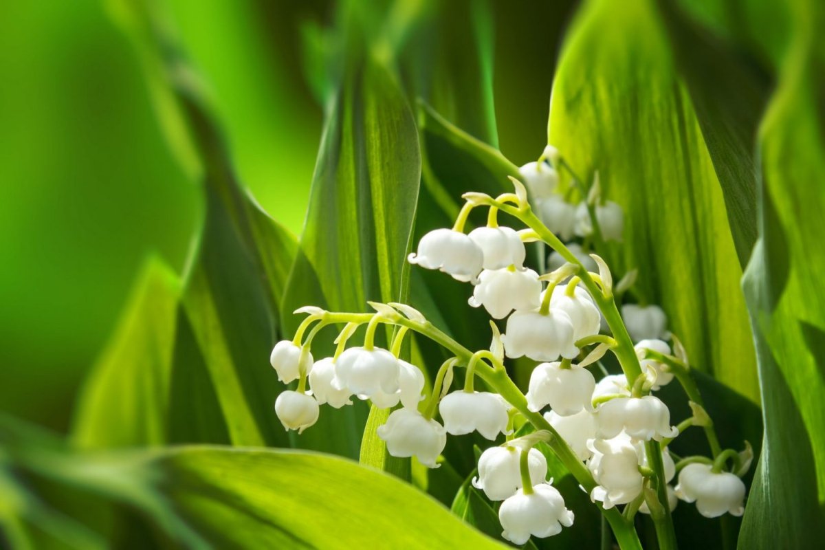 spring flowers