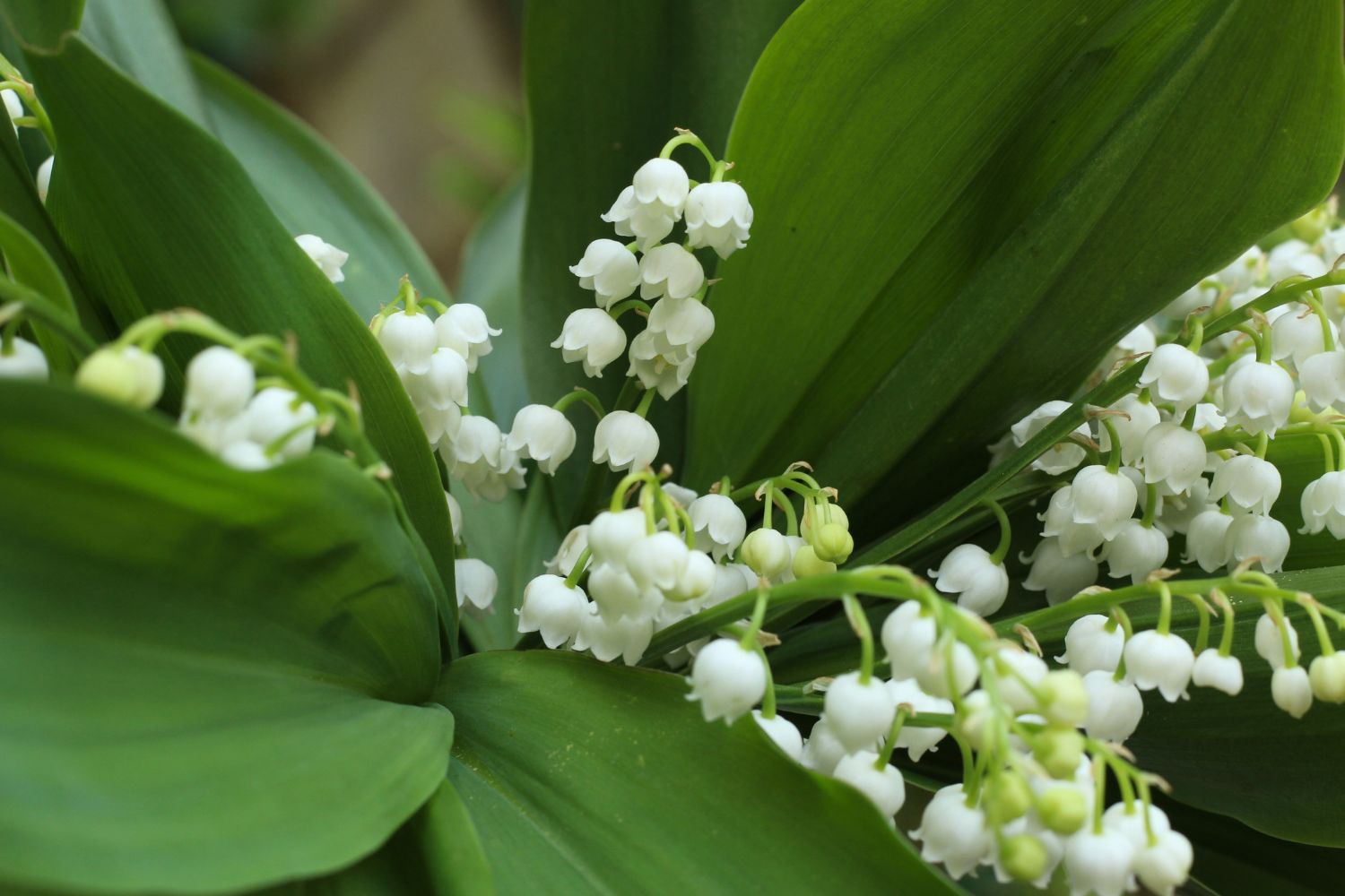 lily of the valley