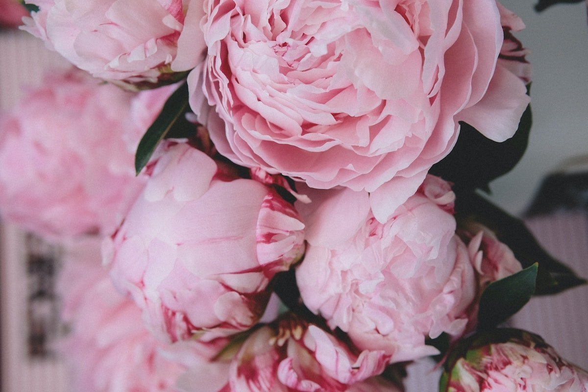 peony