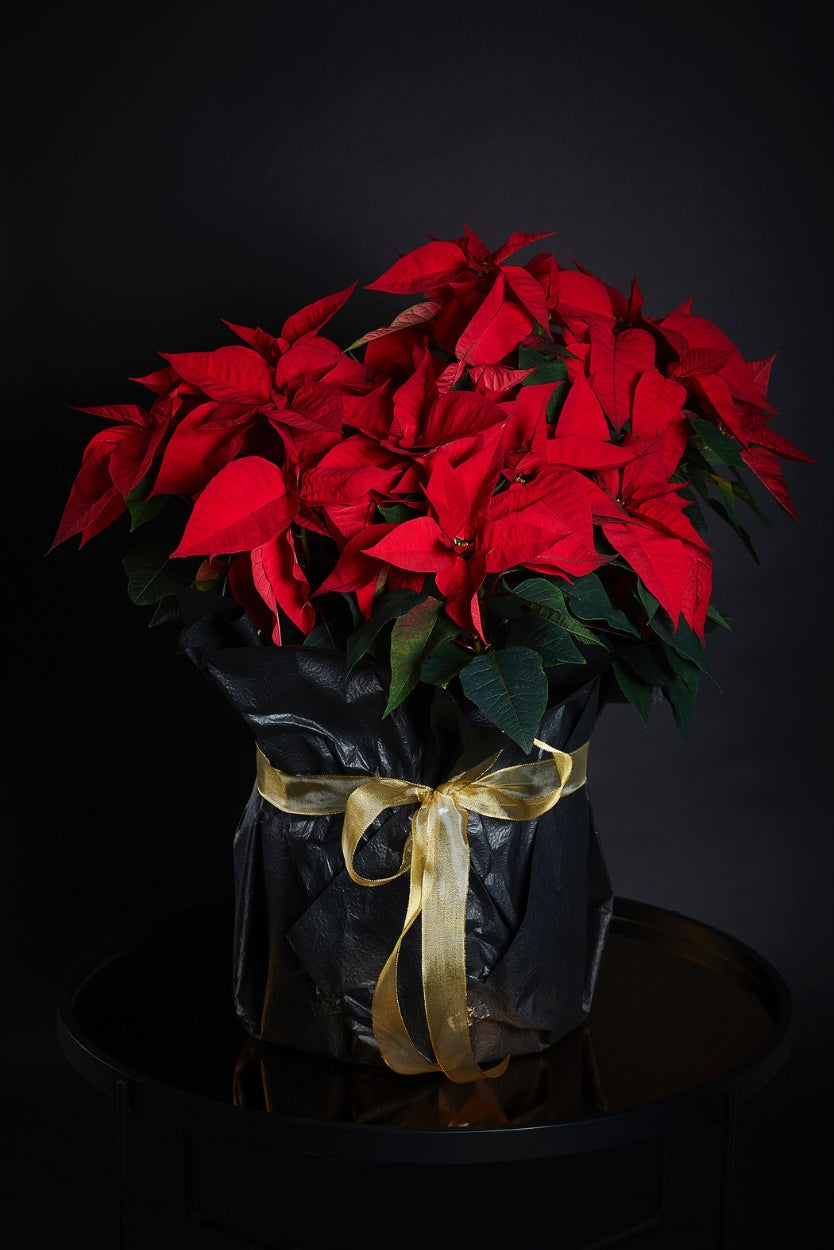 Poinsettia