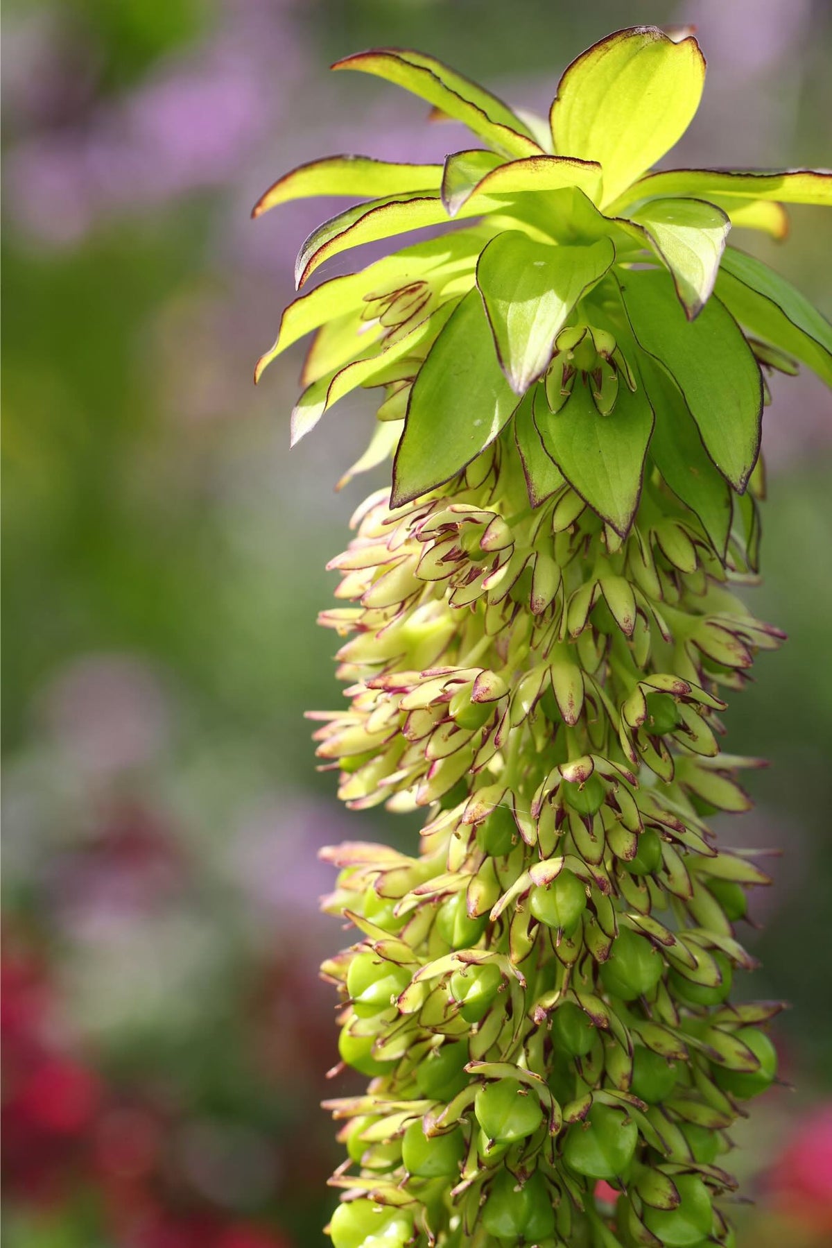 Autumn Flower Pineapple Lily