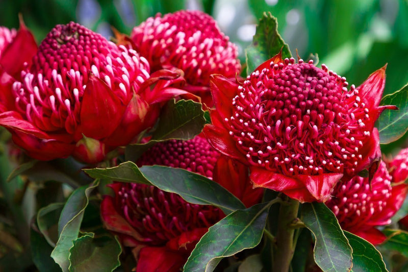Madeira Flowers, Gembrook Telopea (Waratah Speciosissima).