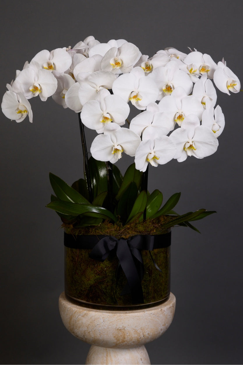 White phalaenopsis orchid plant with seasonal branches in decorative vessel – Victoria Whitelaw Melbourne