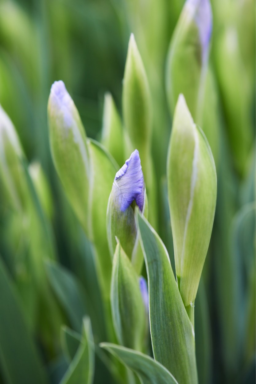 February Birth Flower Bouquet featuring vibrant purple iris and lush foliages