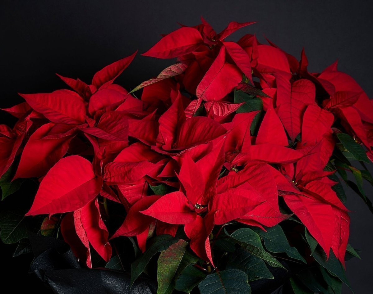 christmas florist