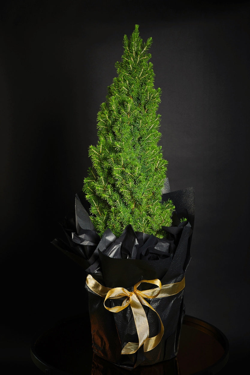 Potted christmas tree wrapped in black paper with a gold ribbon on a dark background