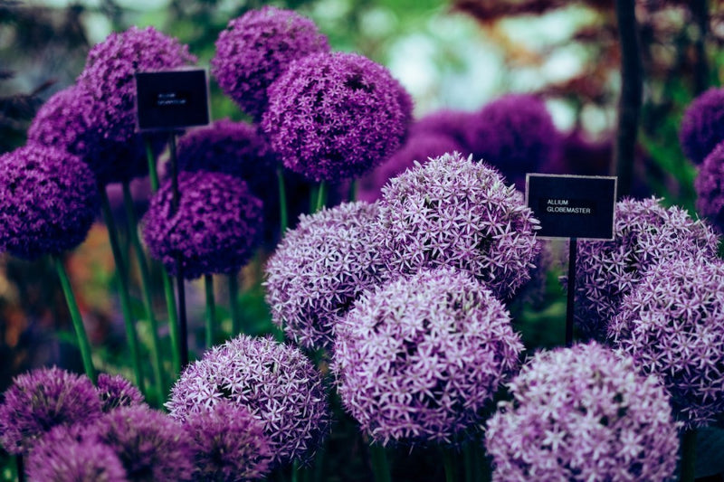 Flower Guide