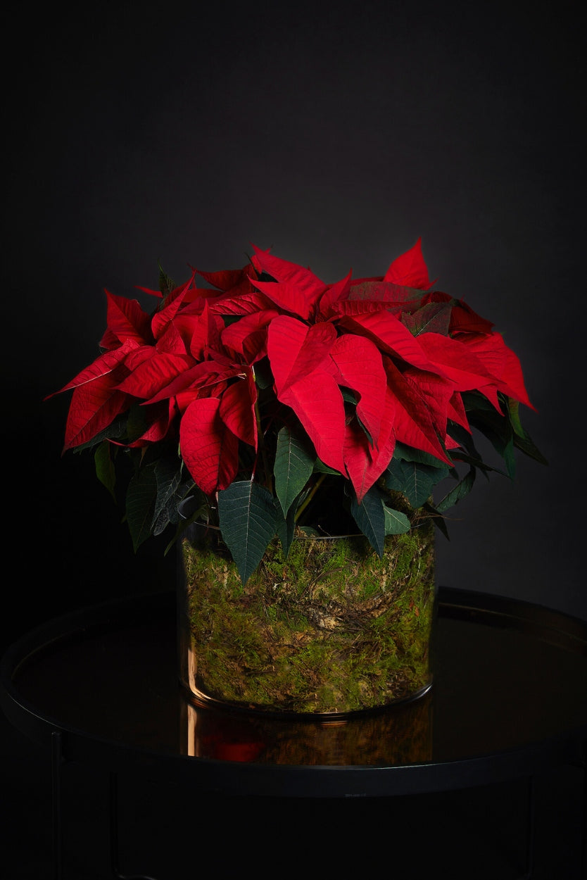 Poinsettia in Glass