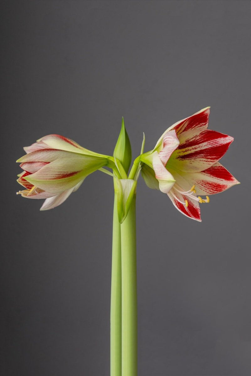 History of hippeastrum