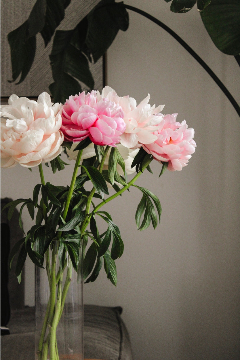 Bouquet of pink and white peony flowers in a clear vase against a neutral background