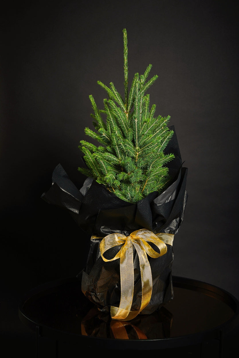 Small evergreen christmas tree wrapped in black paper with a gold ribbon on a dark background
