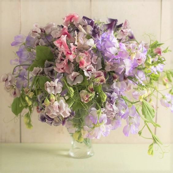 Sweet Pea