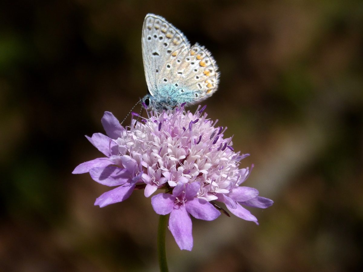 scabiosa flower