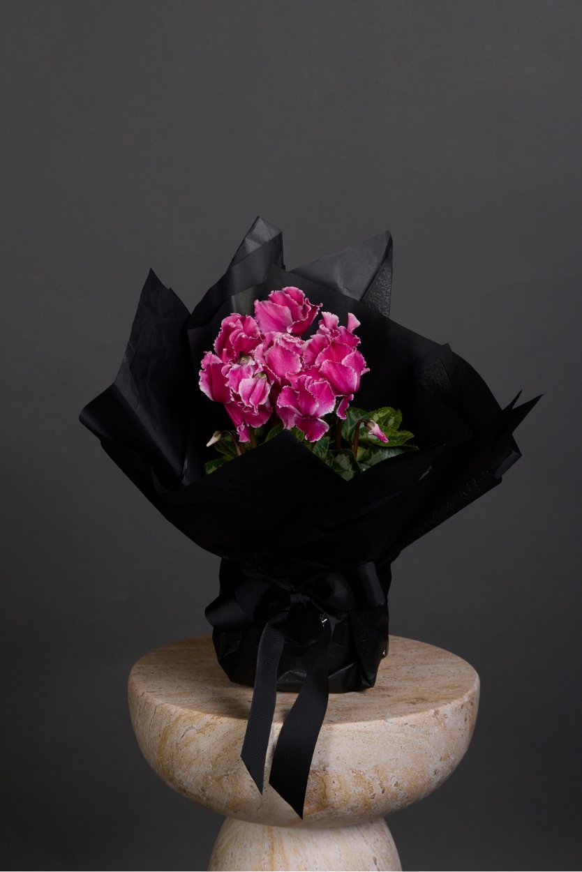 single Cyclamen with pink flowers potted in black gift wrapping for mothers day melbourne delivery