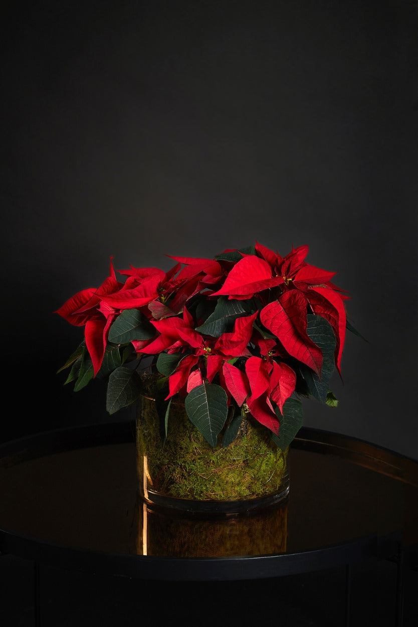 Potted red poinsettia plant on a dark background