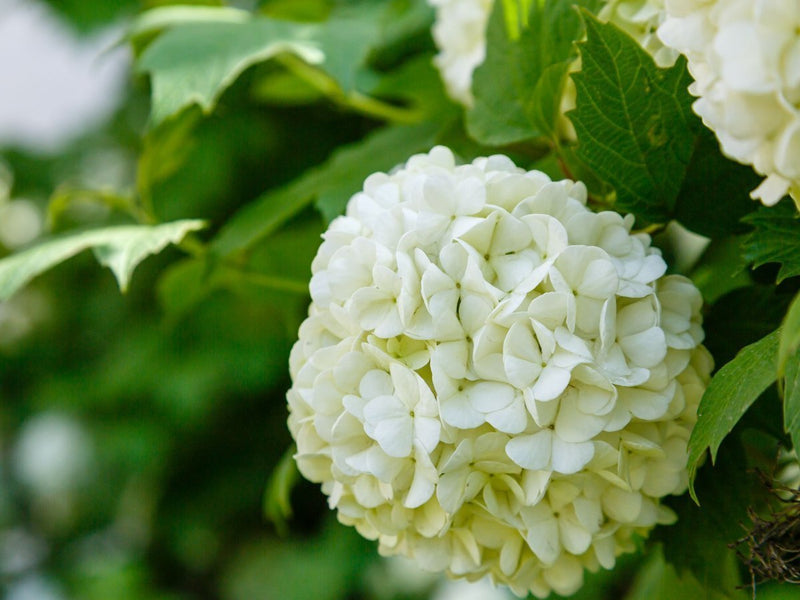 Spring flower Snowball Viburnum