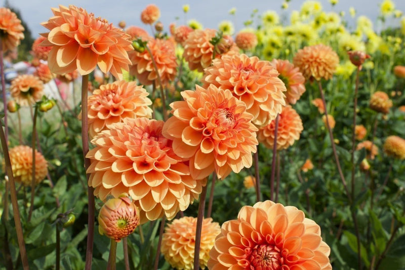 How to care for dahlia