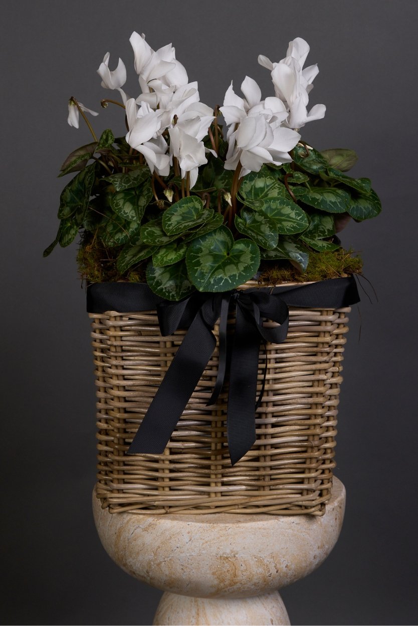 triple Cyclamen plant with white flowers in vessel with black gift wrapping