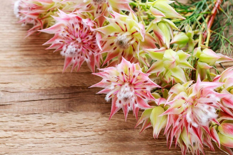 winter flower