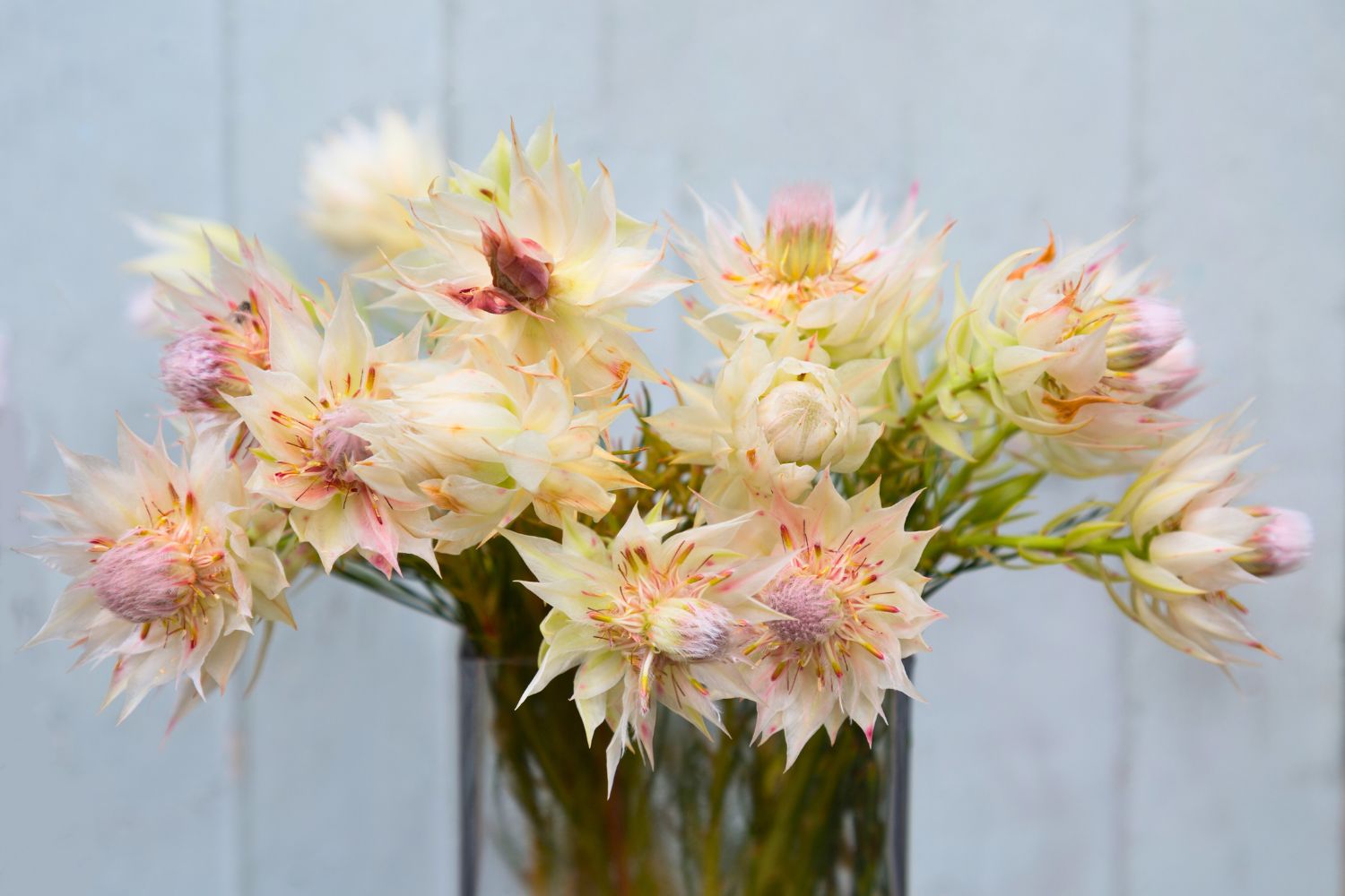 Winter Feature Flower: Blushing Bride