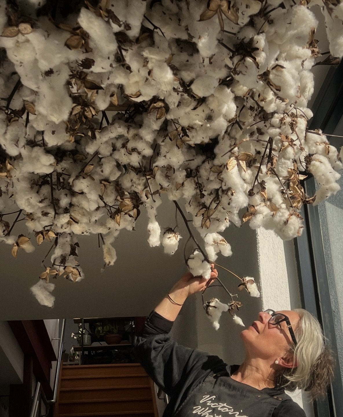 The Quiet Elegance of Cotton Flower – Winter’s Most Timeless Bloom