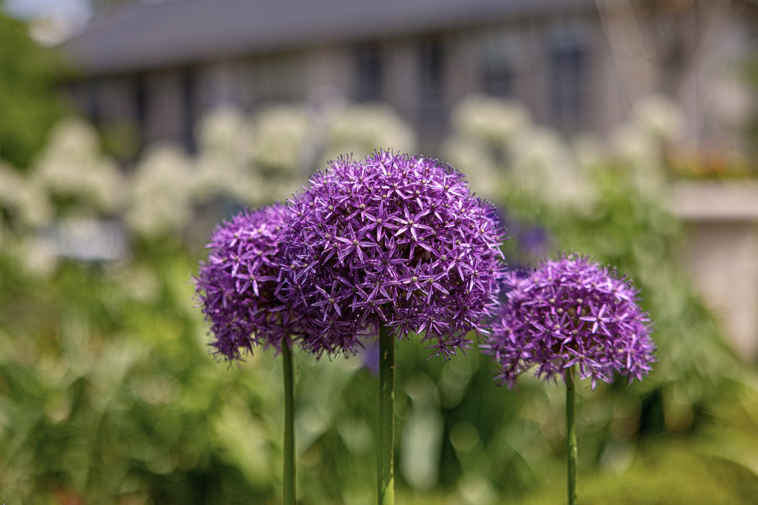 Giant Allium
