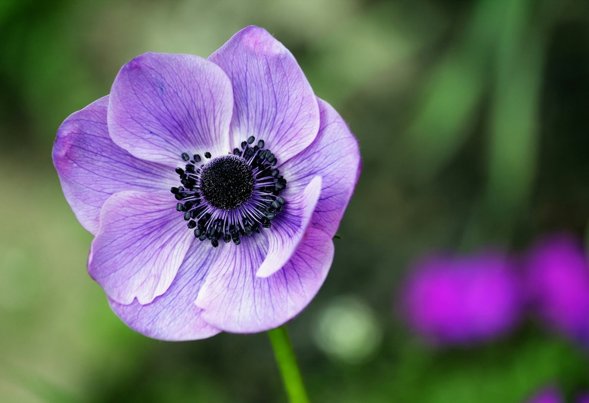 purple anemone flower melbourne florist