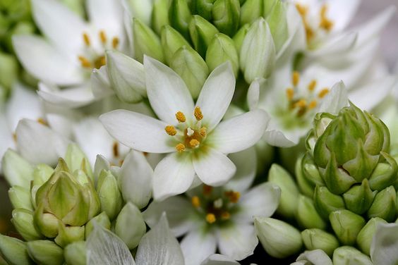 chincherinchee 1