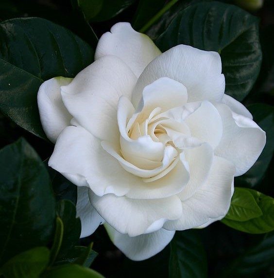 gardenia
