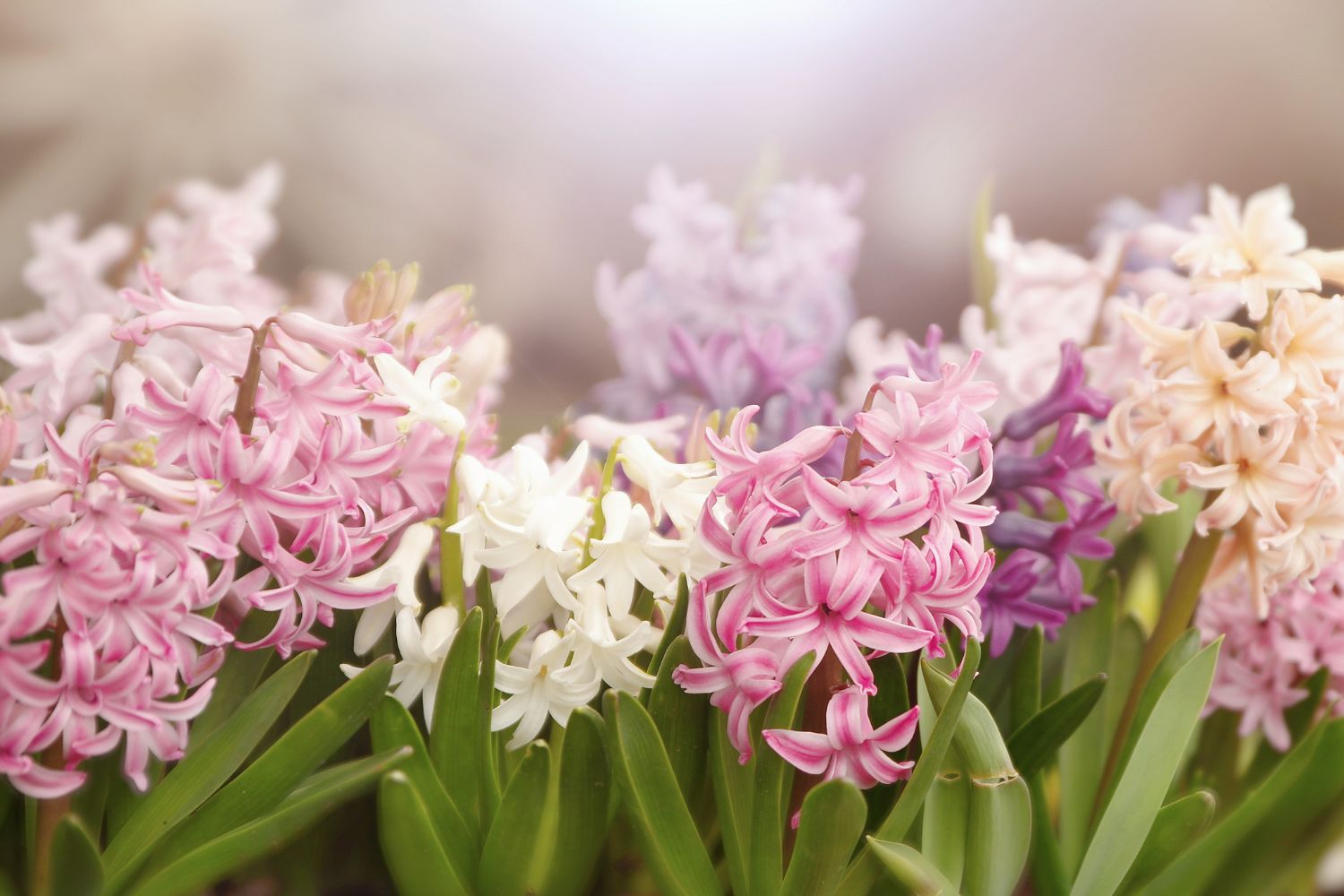 Hyacinth flower in bloom