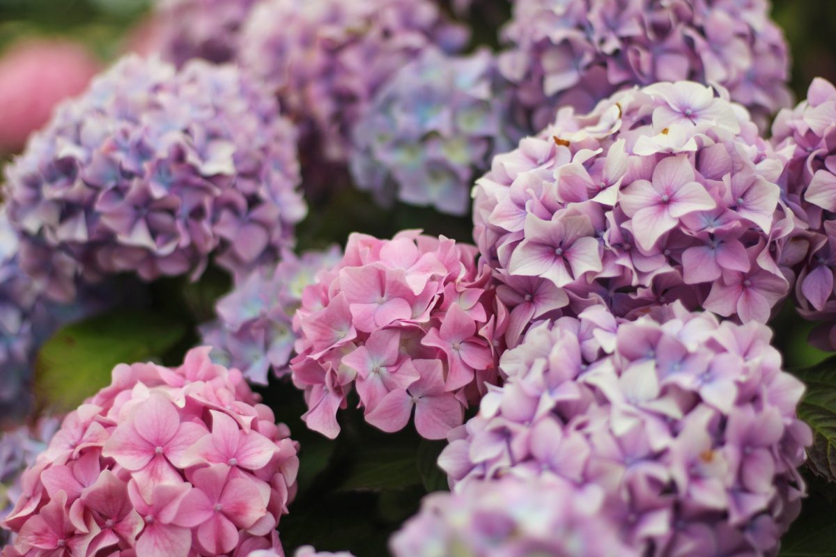 mothers day blooms and gifts