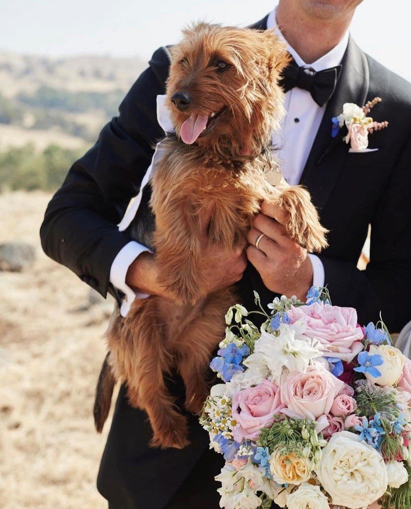 Person in a tuxedo holding a small dog with a bouquet of flowers in the foreground.