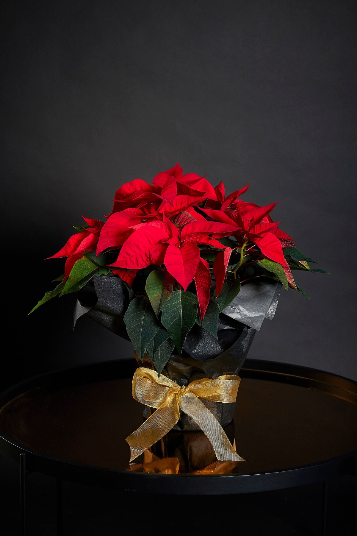Bouquet of red poinsettias with a yellow ribbon on a dark background