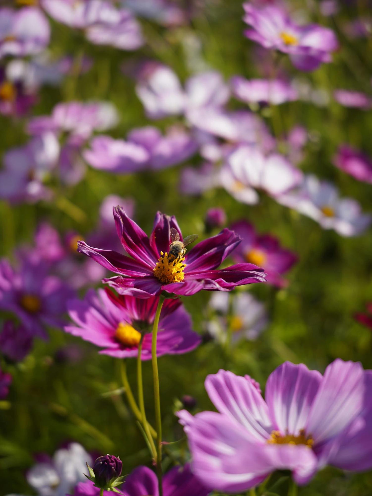 Purple Cosmos