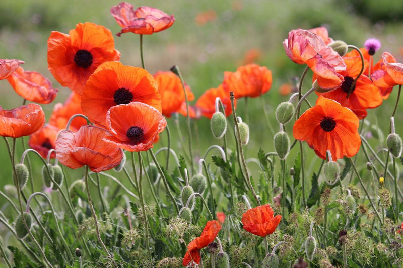 Winter flower Poppy