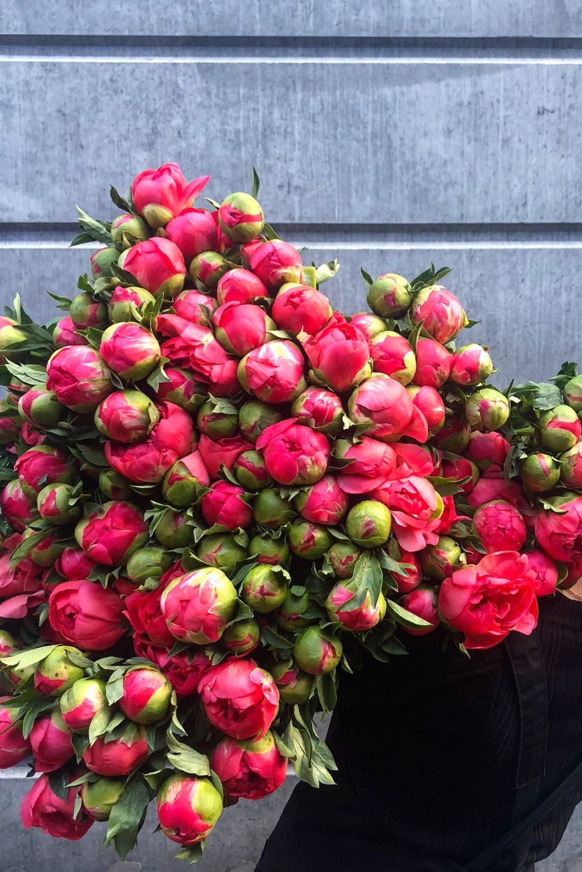 Coral Charm Peonies