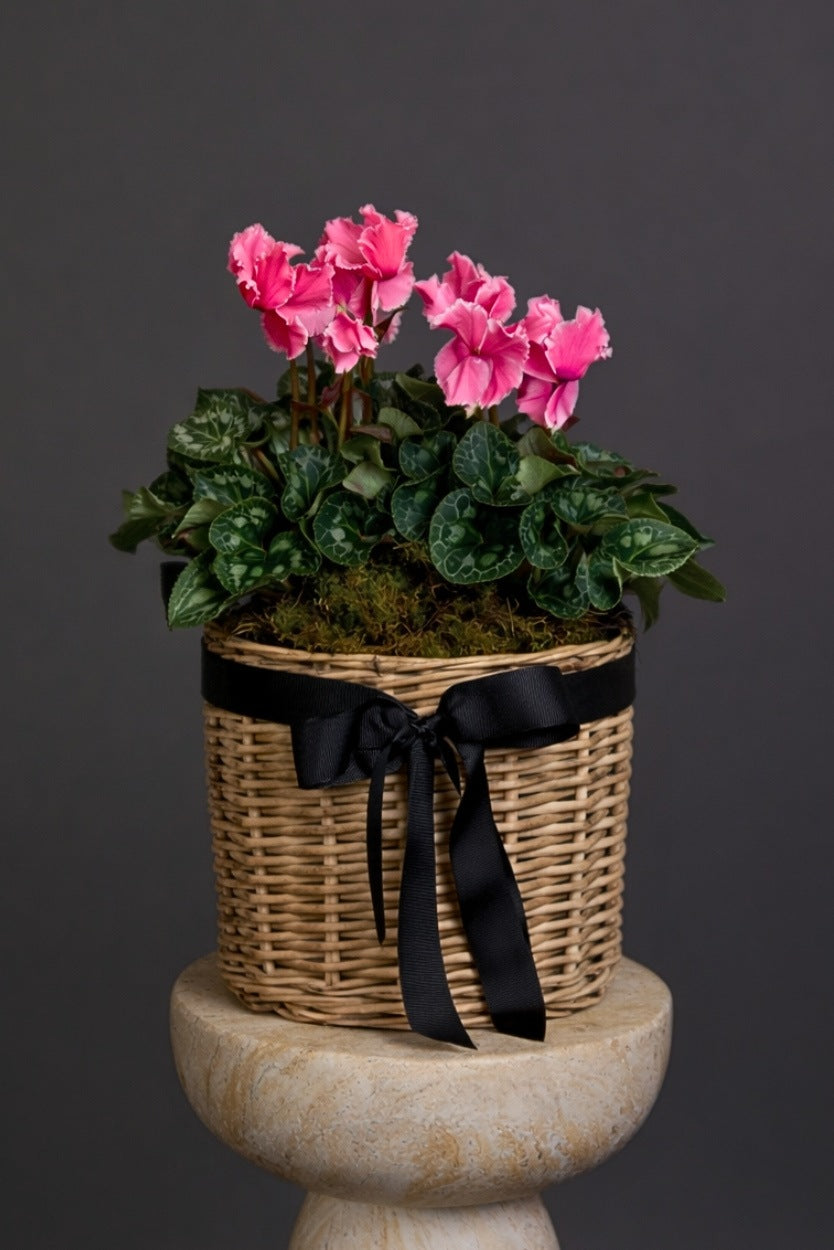Potted cyclamen plant with pink flowers and a black ribbon on a dark background