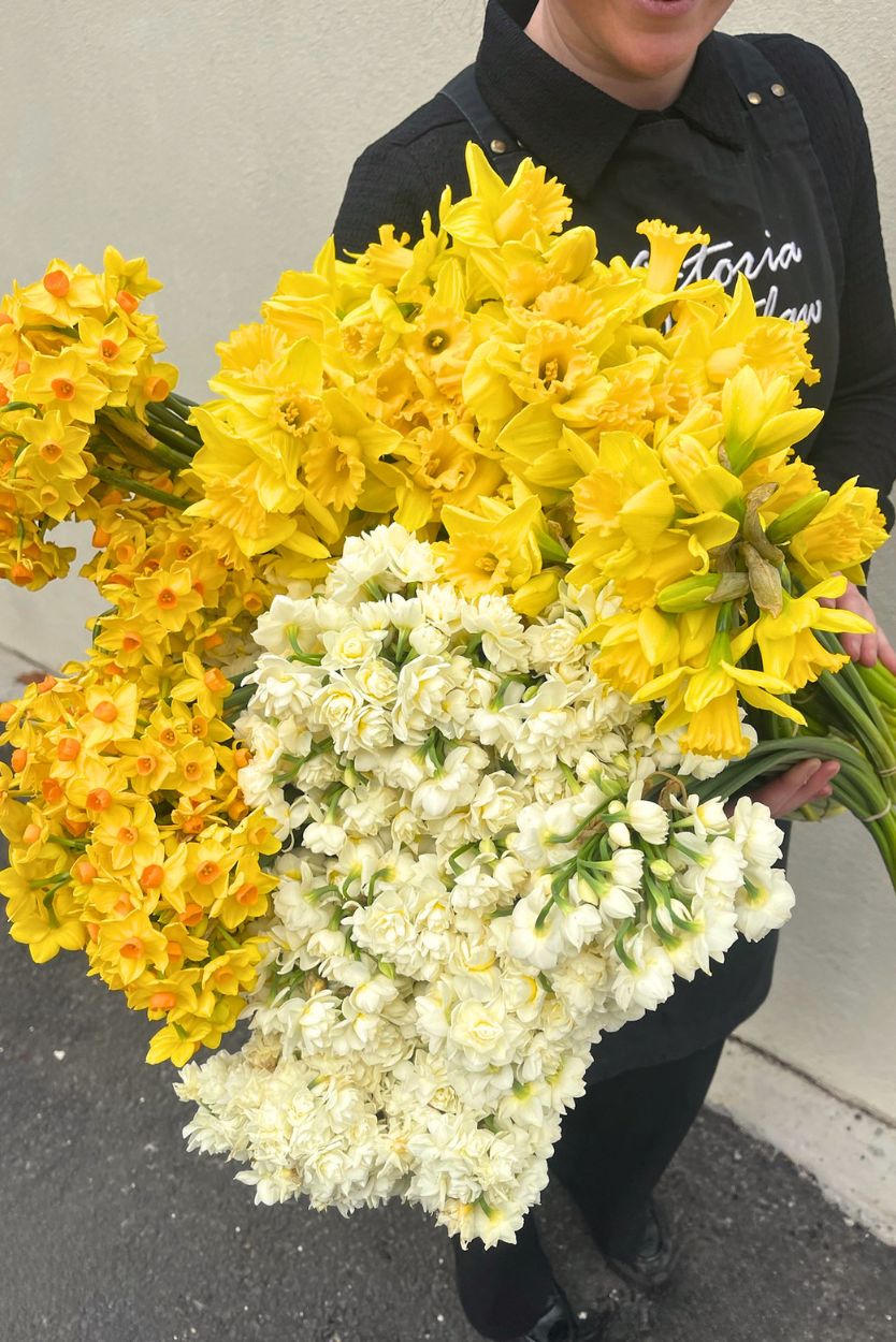 Fragrant spring bulbs including yellow daffodils, white jonquils and scented Erlicheer held by a melbourne florist.