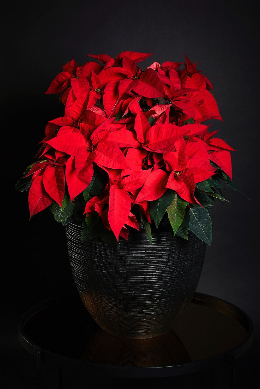Potted red poinsettia plant on a dark background